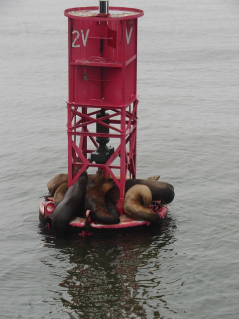 Sea lions relaxing on a bouy.