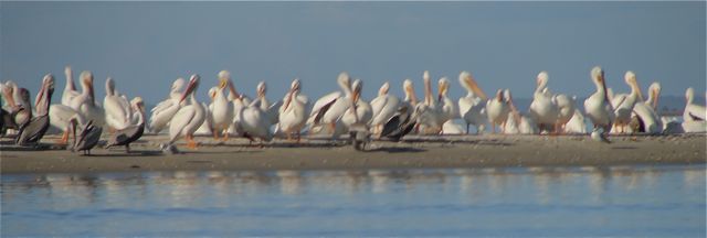 White Pelicans out of focus