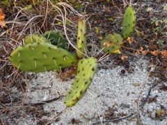 Cactus.JPG