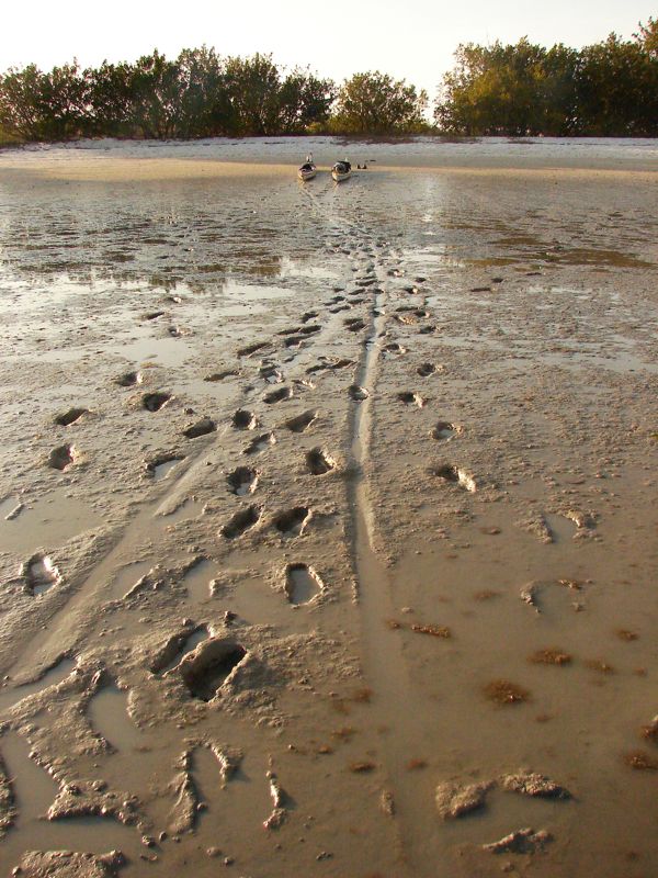 Low tide at Pavilion